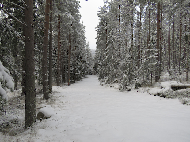 vinter i skidspåret
